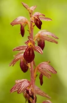 Images Dated 11th July 2010: Striped Coral-root - in dense woodland, Canada