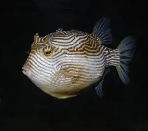 Striped Cowfish, Australian and northern New Zealand coastal waters