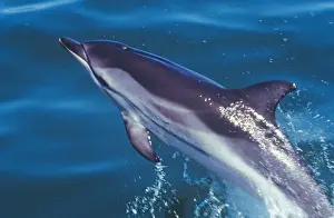Striped Dolphin
