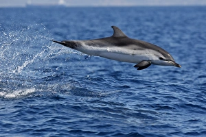 Images Dated 27th June 2007: Striped Dolphin - leaping out of water in the strait of Gibraltar. Spain