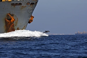 Images Dated 27th June 2007: Striped Dolphin - playing / bow riding in front of cargo ship in the strait of Gibraltar. Spain