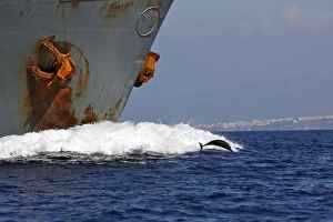 Images Dated 27th June 2007: Striped Dolphin - playing / bow riding in front of cargo ship in the strait of Gibraltar. Spain