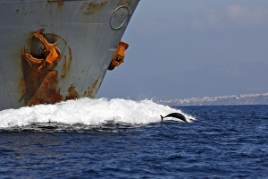 Images Dated 27th June 2007: Striped Dolphin - playing / bow riding in front of cargo ship in the strait of Gibraltar. Spain