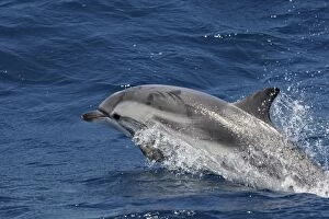 Images Dated 25th June 2007: Striped Dolphin - in the straits of Gibraltar