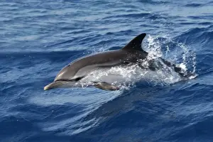 Mediterranean Prints: Striped Dolphin - swimming in the Strait of Gibraltar