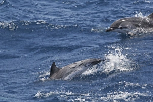 Images Dated 25th June 2007: Striped Dolphins - swimming in the straits of Gibraltar