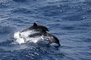 Images Dated 25th June 2007: Striped Dolphins - swimming in the straits of Gibraltar