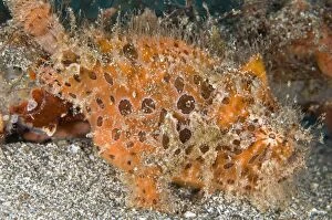 Striped Frogfish
