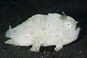 Striped Frogfish with lure walking on sand