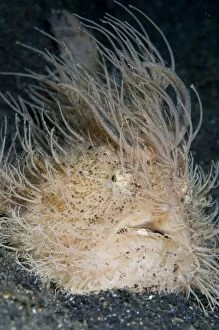 Images Dated 31st October 2004: Striped Frogfish with worm-like lure