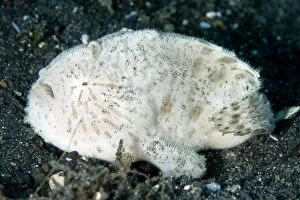 Striped Frogfish with worm-like lure