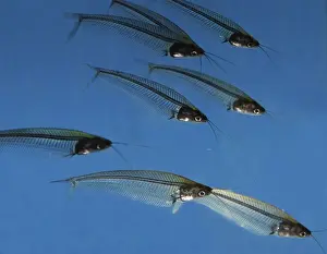 Transparent Prints: Striped Glass Catfish- shady running waters in Malaysia and Thailand