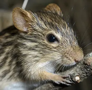 Striped Grass Mouse