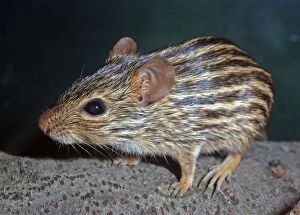 Images Dated 28th April 2011: Striped Grass Mouse