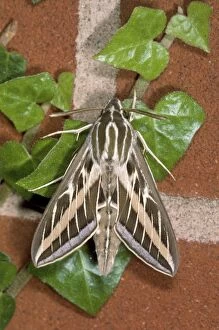 Images Dated 14th September 2006: Striped Hawk Moth