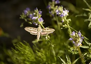Striped Hawk-moth