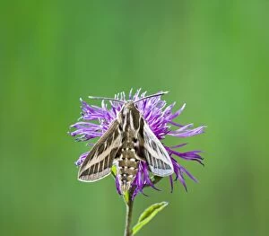 Images Dated 15th June 2008: Striped Hawkmoth - on flower