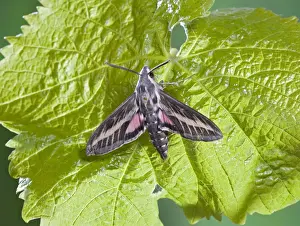 Hawk Moths Prints: Striped Hawkmoth - on vine foodplant 005778