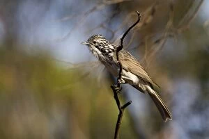 Images Dated 27th October 2008: Striped Honeyeater