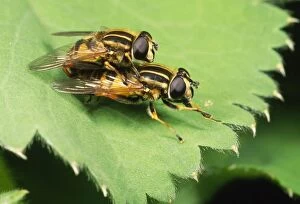 Images Dated 15th May 2008: Striped Hoverflies - mating pair UK