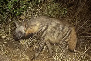 Scavenger Prints: Striped Hyaena Maasai Mara, Kenya, Africa