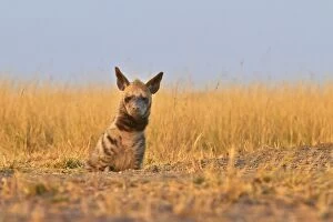 Images Dated 12th March 2013: Striped Hyena