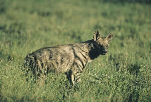 Body Gallery: Striped Hyena, (Hyaena hyaena), near den