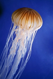 <b class=qtipBold><figcaption>Striped JELLYFISH</figcaption></b><br>PM-9619 Striped JELLYFISH Pacific Chrysoora melanastei Pat Morris Please note that prints are for personal display purposes only and may not be reproduced in any way.<br><em>© Pat Morris/ardea.com</em> Striped JELLYFISH