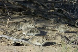 Striped Mice - Individuals aggregating under bushes