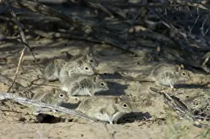Diurnal Prints: Striped Mice - Individuals aggregating under bushes