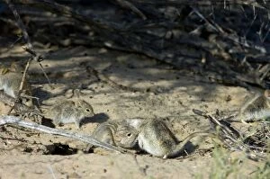 Striped Mice - Individuals aggregating and grooming under bushes