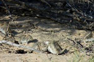 Striped Mice - Individuals aggregating and grooming under bushes Striped Mice - Individuals aggregating and grooming under bushes