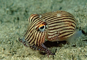 Fish Collection: Striped Pyjama Squid - Small Pyjama squid surrounded by Mysid shrimp, Jervis Bay, New South Wales