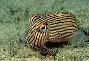 Mollusc Prints: Striped Pyjama Squid - Small Pyjama squid surrounded by Mysid shrimp
