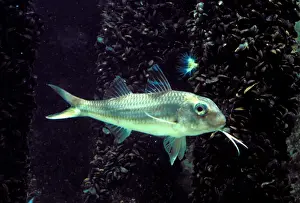 Striped Red Mullet Fish Underwater