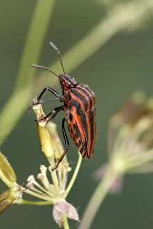Striped Shield Bug - on an ombellifera