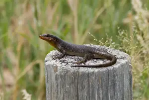 Skinks Prints: Striped Skink basking. Occurs in East Africa