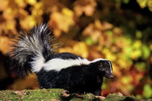 Fall Collection: Striped Skunk - autumn MN309