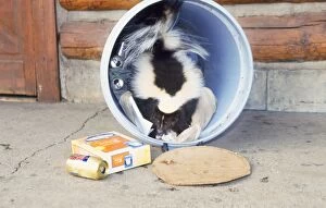 Dustbins Collection: Striped Skunk - at dustbin