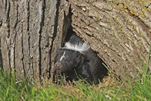 Striped Skunk. Minnesota - United States