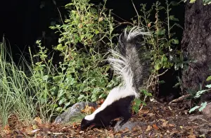 Striped Skunk North America