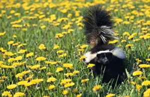 Striped Skunk North America