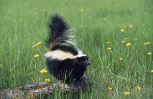 Striped Skunk North America