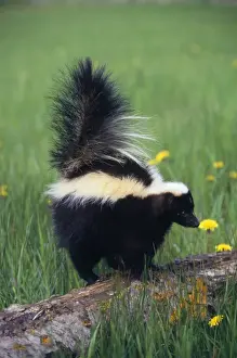 Striped Skunk North America