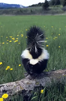 Striped Skunk - North America
