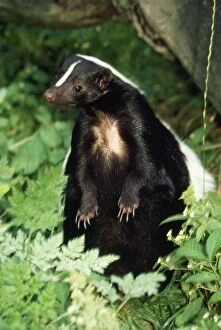 Images Dated 24th November 2008: Striped Skunk USA