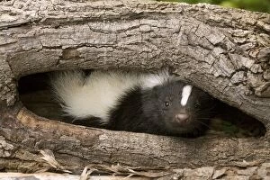 Images Dated 30th May 2013: Striped Skunk in wood hollow
