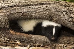 Images Dated 30th May 2013: Striped Skunk in wood hollow
