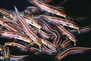 Catfish Prints: Striped (Stinging) Catfish KEL 875 Schooling Behaviour