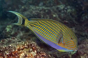 Bowl Gallery: Striped Surgeonfish Fish Bowl dive site, Gili Lawa